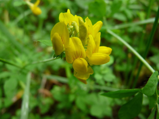 Lotier des marais - Lotus pedunculatus (2)