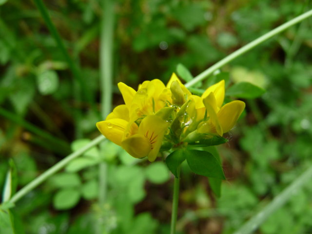 Lotier des marais - Lotus pedunculatus