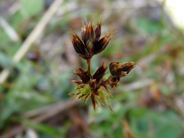 Luzule champêtre - luzula campestris