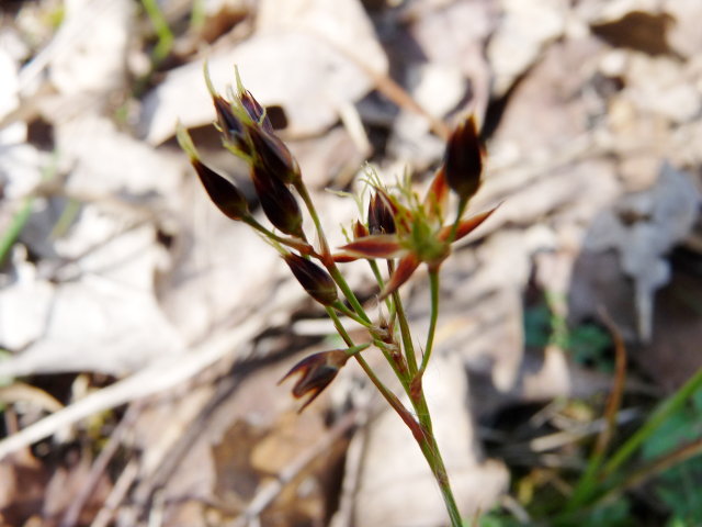 Luzule de Forster -  Luzula forsteri