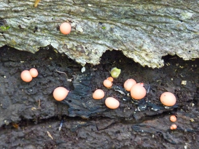 Lycogala epidendron -  Lycoperdon epidendrum (2)