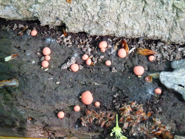 Lycogala epidendron -  Lycoperdon epidendrum