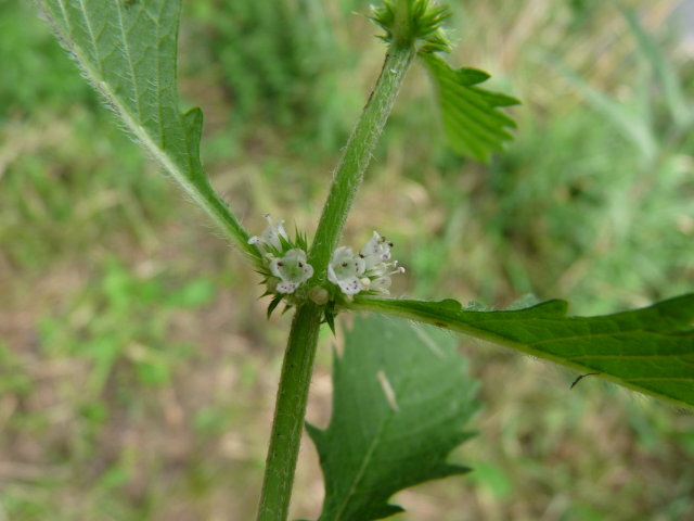 Lycope d'Europe - Lycopus europaeus