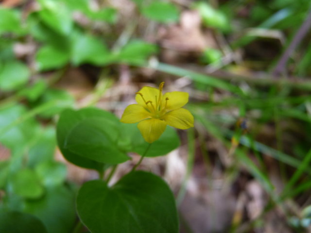 Lysimaque des bois - Lysimachia nemorum (2)