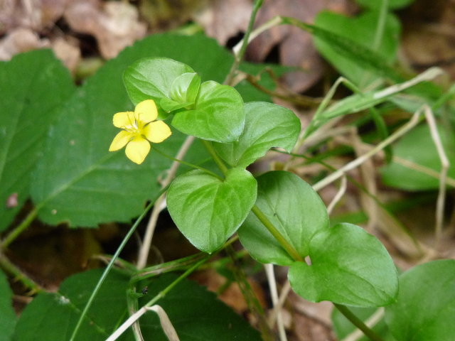 Lysimaque des bois - Lysimachia nemorum