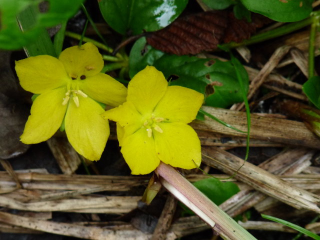 Lysimaque nummulaire - Lysimachia nummularia