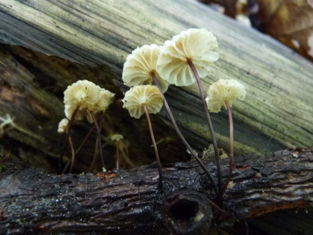 Marasme petite roue - Marasmius rotula (2)