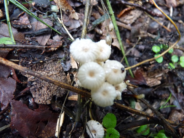 Marasme petite roue - Marasmius rotula