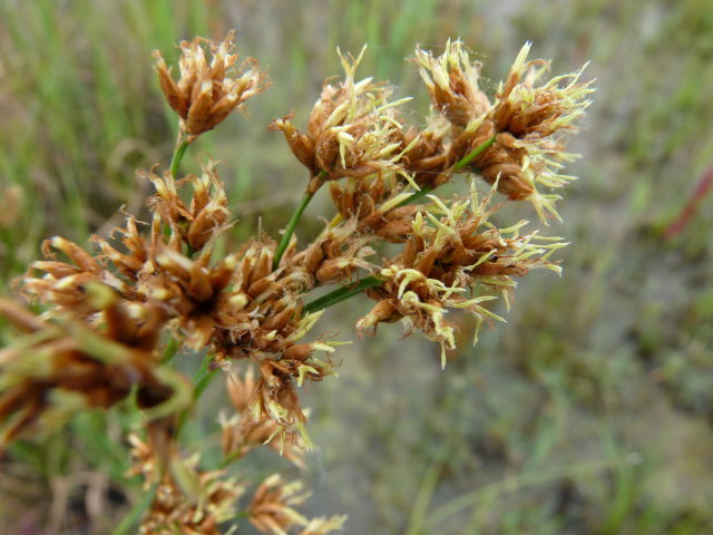 Marisque - Cladium mariscus (2)