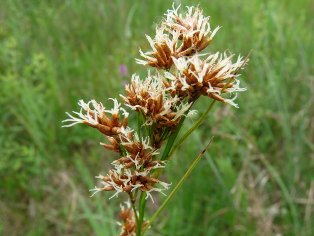 Marisque - Cladium mariscus