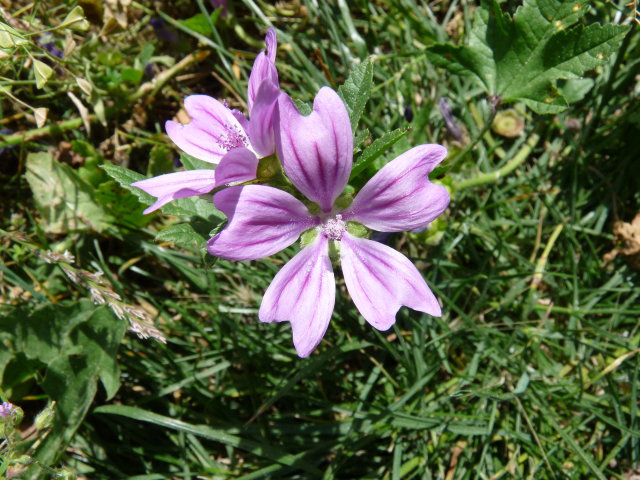 Mauve des bois - Malva sylvestris