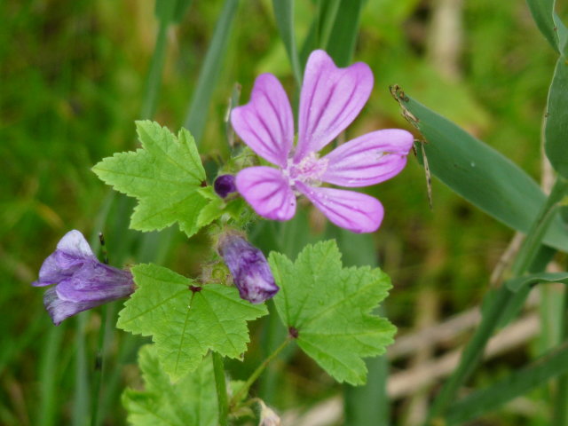 Mauve - Malva sylvestris