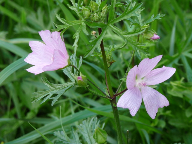 Mauve musquée - Malva moschata (2)