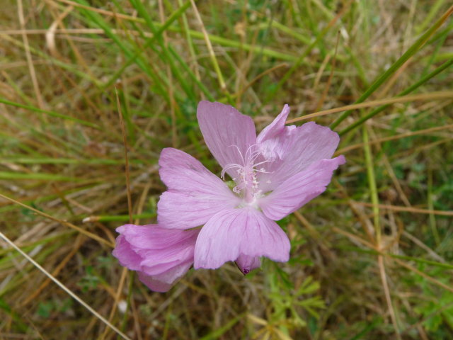 Mauve musquée - Malva moschata