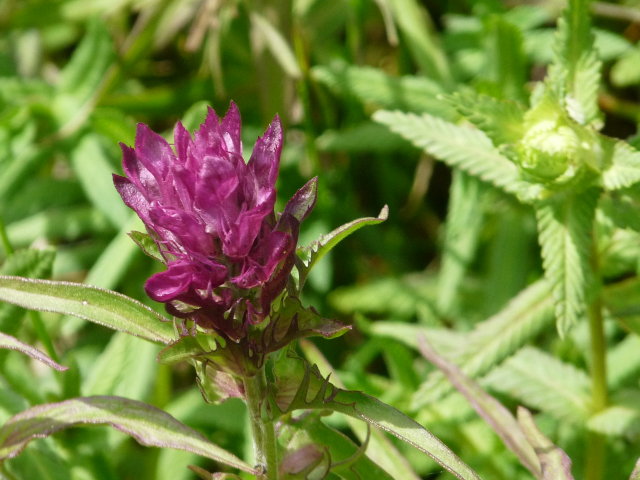 Mélampyre des champs - Melampyrum arvense