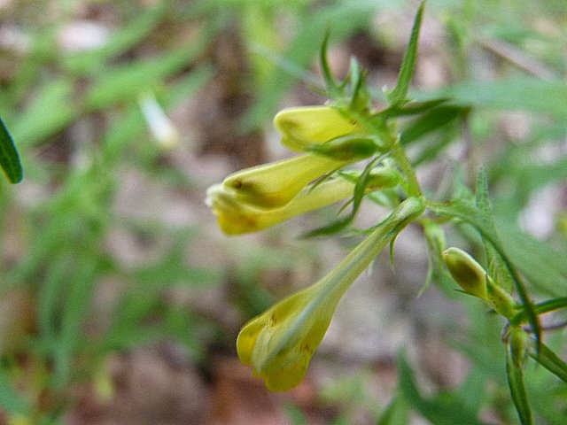 Mélampyre des prés - Melampyrum pratense (2)