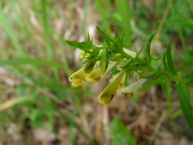 Mélampyre des prés - Melampyrum pratense