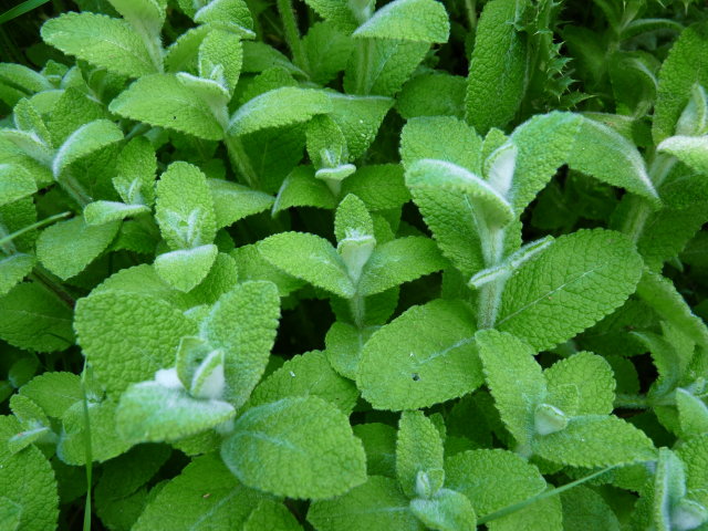 Menthe à feuilles rondes - Mentha suaveolens