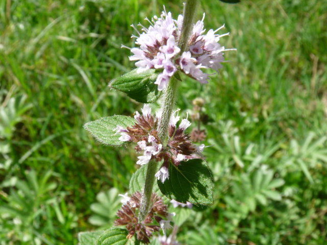 Menthe des champs - Mentha arvensis