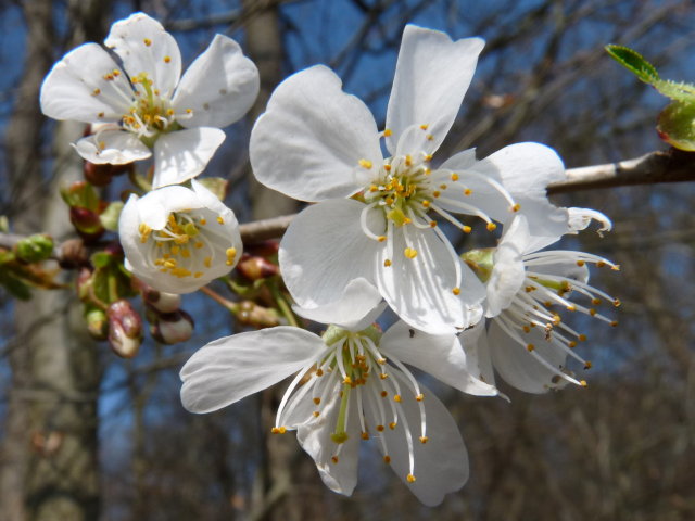 Merisier - Prunus avium