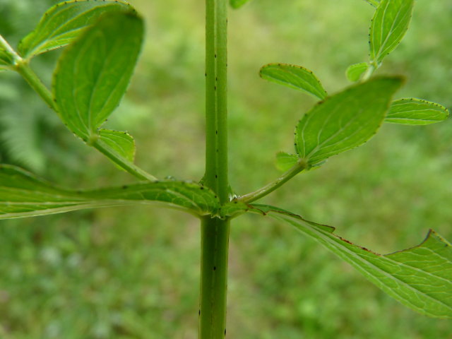 Millepertuis à 4 angles -  Hypericum maculatum