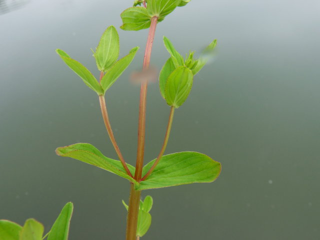 Millepertuis à quatre angles _ Hypericum tetrapterum (2)