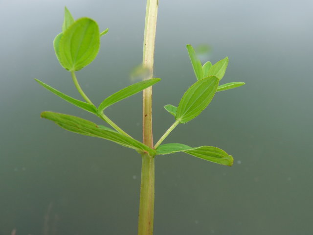 Millepertuis à quatre angles _ Hypericum tetrapterum