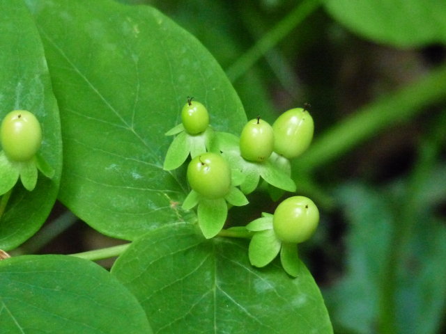 Millepertuis androsème -  Hypericum androsaemum (2)