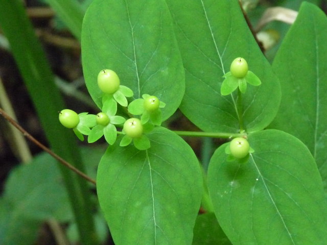 Millepertuis androsème -  Hypericum androsaemum