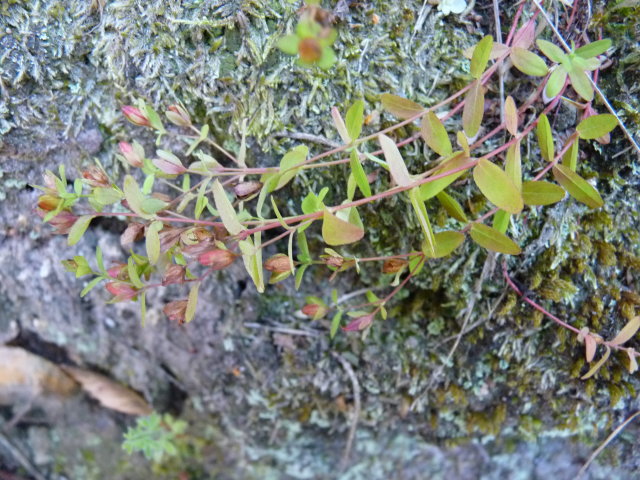 Millepertuis couché - Hypericum humifusum