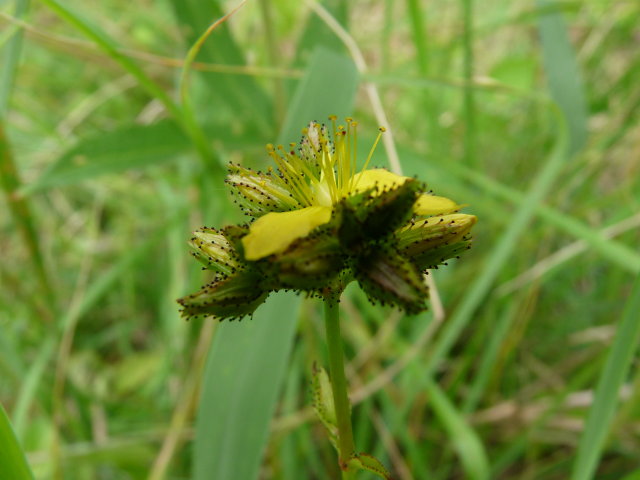 Millepertuis des montagnes - Hypericum montanum (2)