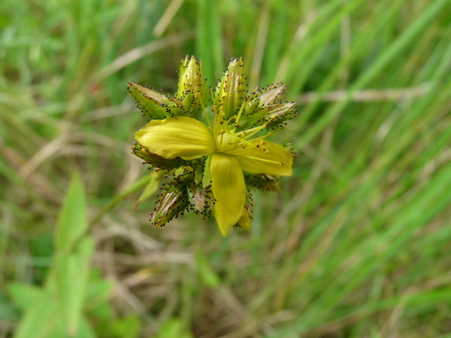 Millepertuis des montagnes - Hypericum montanum (3)