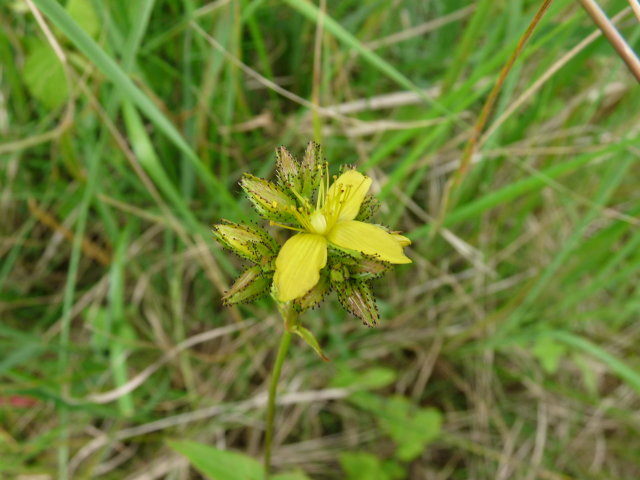 Millepertuis des montagnes - Hypericum montanum