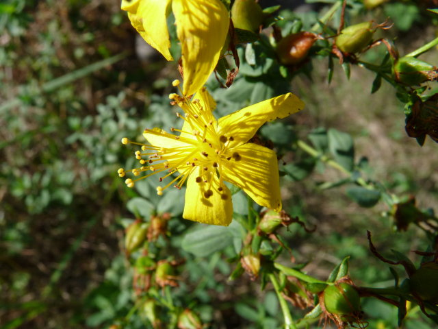 Millepertuis perforé - Hypericum perforatum