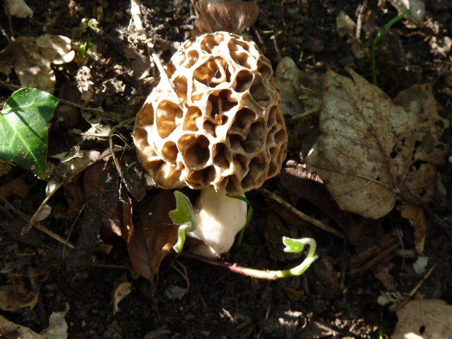 Morille comestible - Morchella esculenta (2)