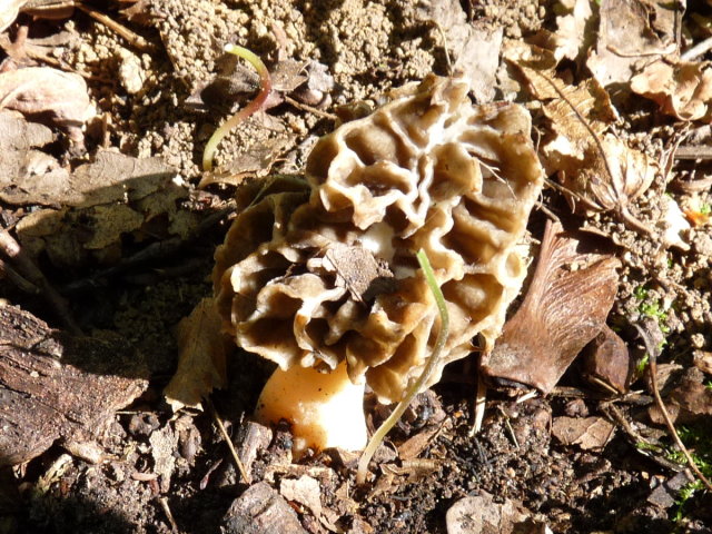 Morille comestible - Morchella esculenta (3)