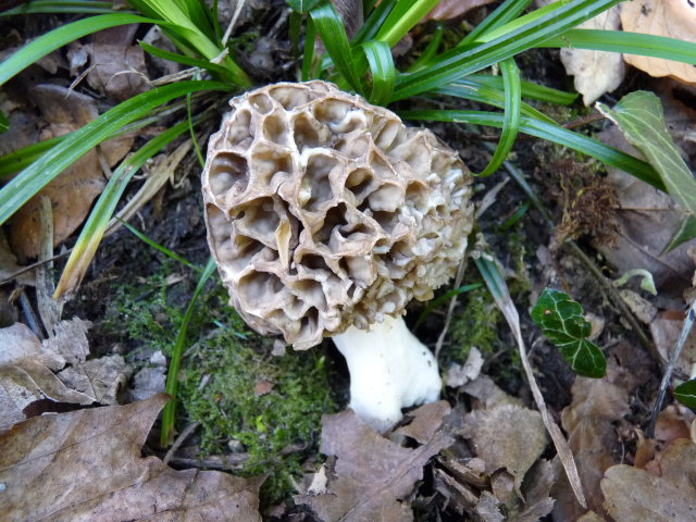 Morille comestible - Morchella esculenta