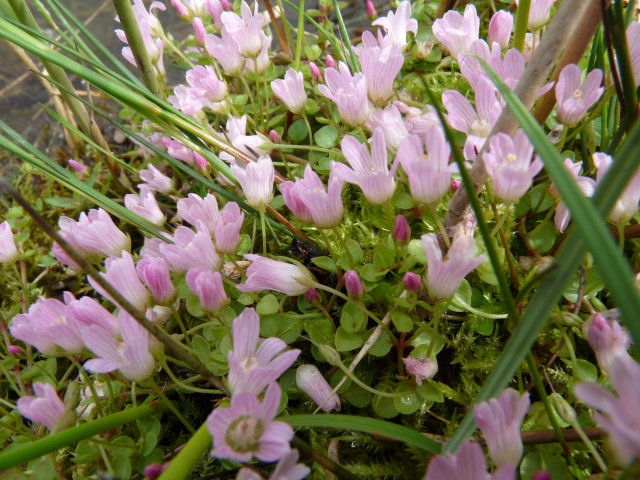 Mouron délicat - Anagallis tenella (2)