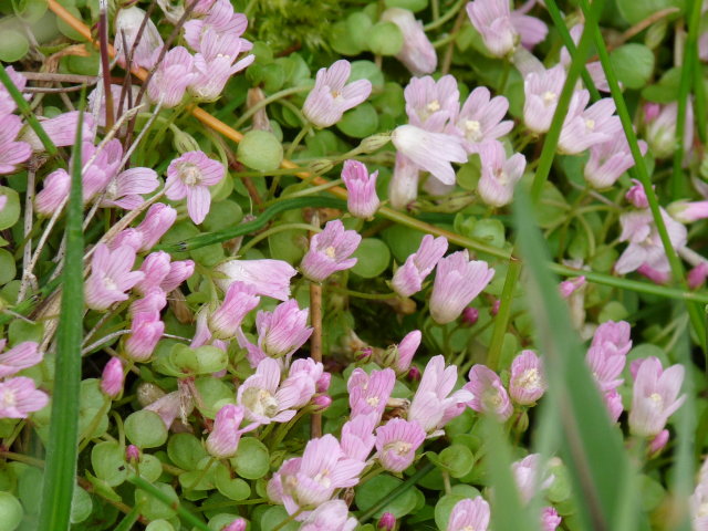 Mouron délicat - Anagallis tenella