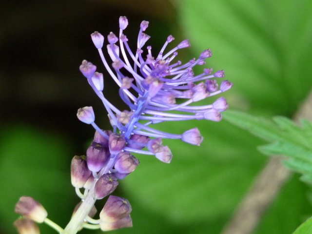 Muscari à toupet - Muscari comosum (2)