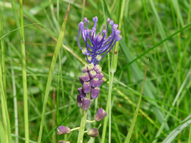 Muscari à toupet - Muscari comosum