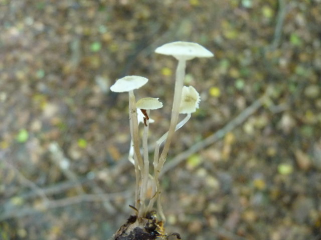 Mycène à pied gluant - Mycena rorida (2)