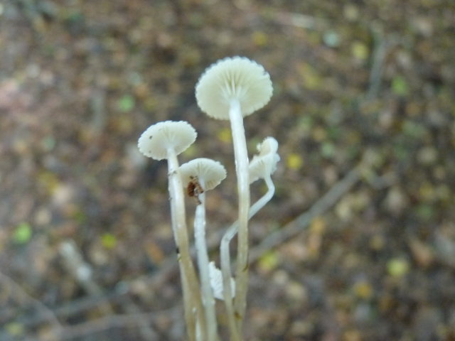 Mycène à pied gluant - Mycena rorida