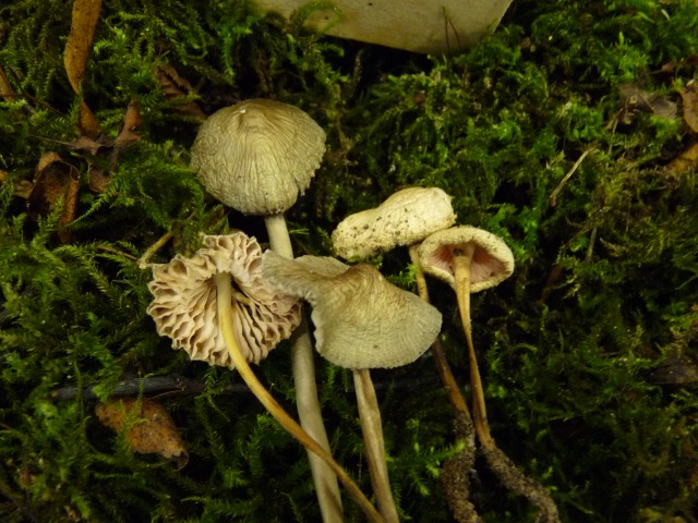 Mycène-en-casque--Mycena-galericulata