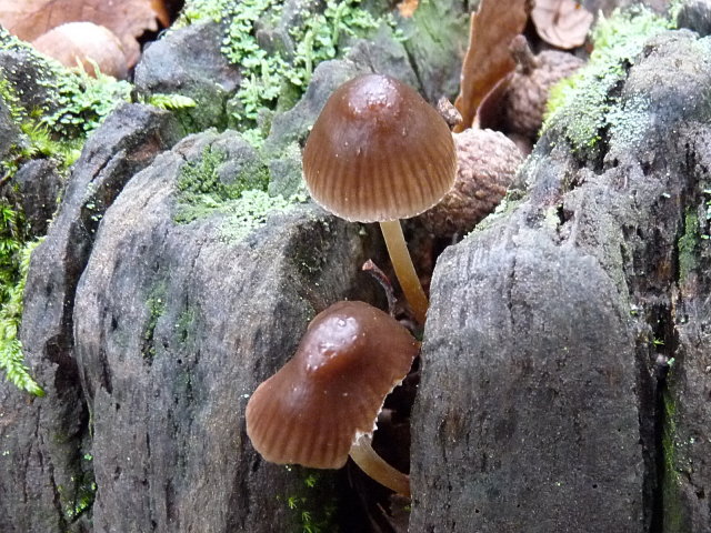 Mycène incliné - Mycena inclinata