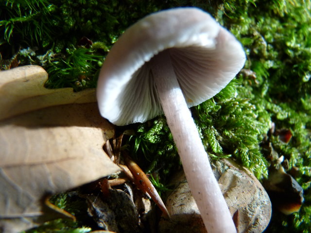 Mycène pure - Mycena pura (2)