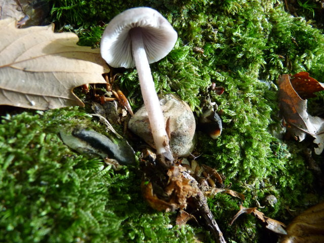 Mycène pure - Mycena pura