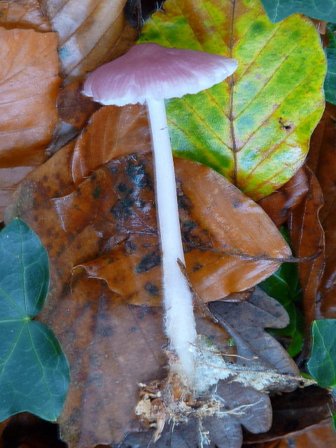 Mycène rose -  Mycena rosea