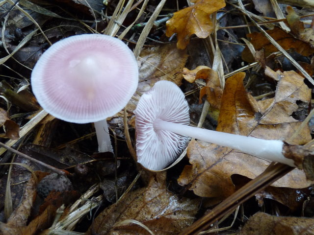 Mycène rose - Mycena rosea