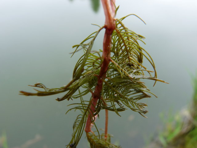 Myriophylle